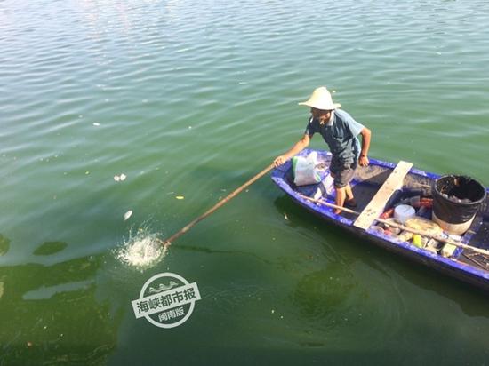 泉州市区浦西滞洪区又现死鱼