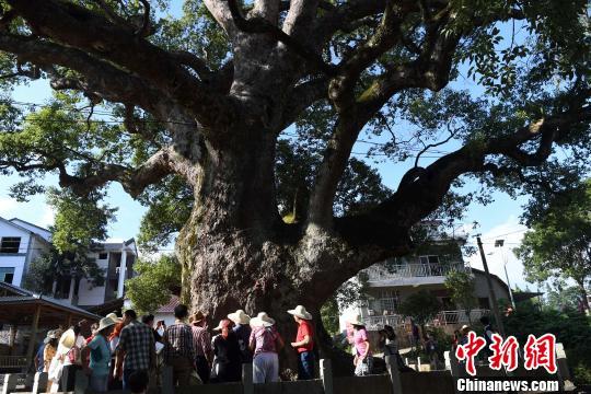 9月15日,民众在观看位于福建省建阳区考亭村的千年古樟“树抱佛”。
