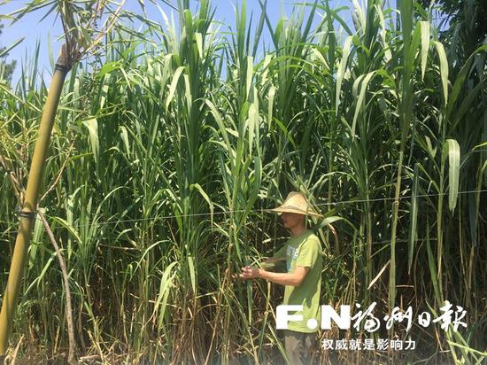 “最美农民”黄长锦: 荒山造林换来满眼绿