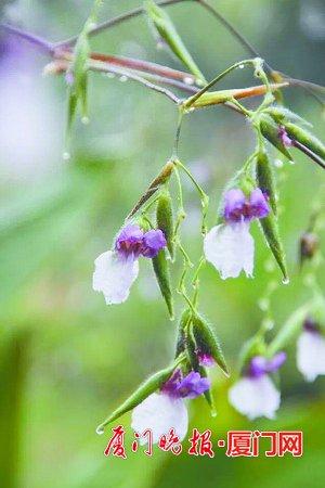 红杆水竹芋