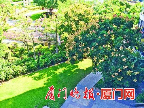 滨湖东路 的台湾栾树。谢雨真摄