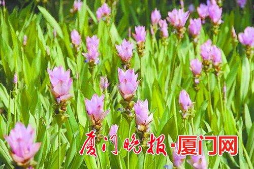 姜荷花