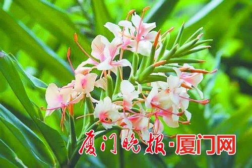 橙花姜花