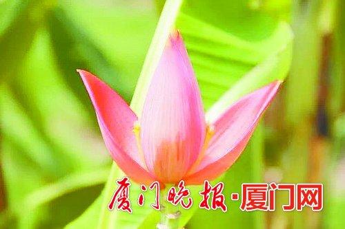 粉苞蕉