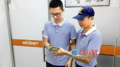  一只在厦门很少见的白额山鹧鸪闯入店铺,好在好心的店员进行了喂食等救助,近日这一幕发生在思明区莲岳路武夷工贸旁。
