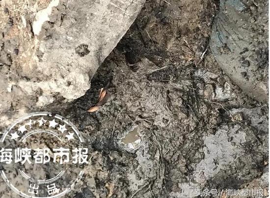古荔树根泡在污水中