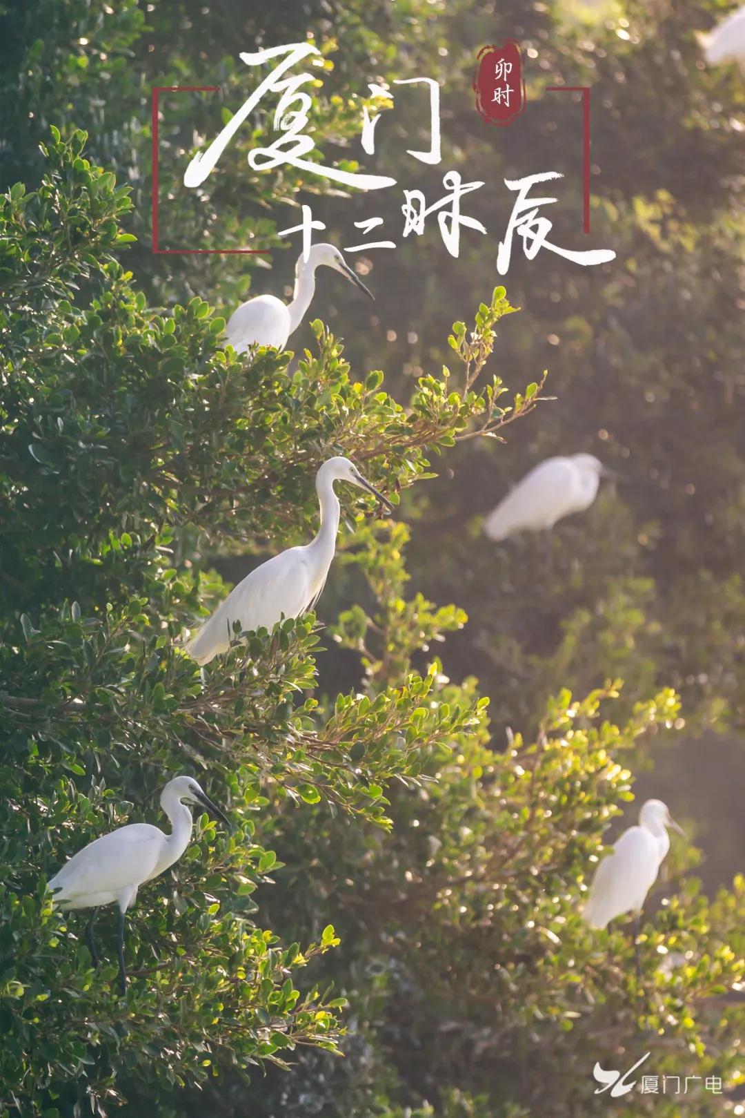 图/广电拍客双木林