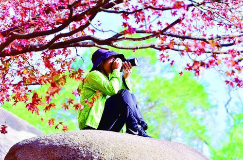 ■植物园内的五裂槭 晚报拍客雪狼欣源 摄