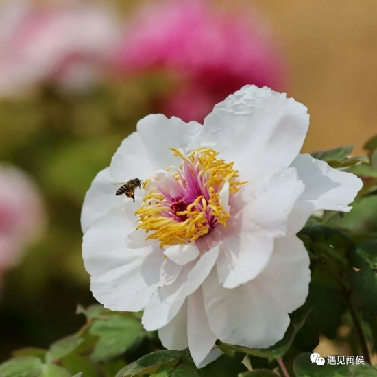 恋花。王立强 摄