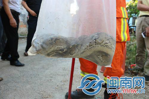 蟒蛇被消防官兵捕获