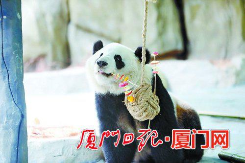 ▲大熊猫吃果蔬串串。(灵玲动物王国 供图)