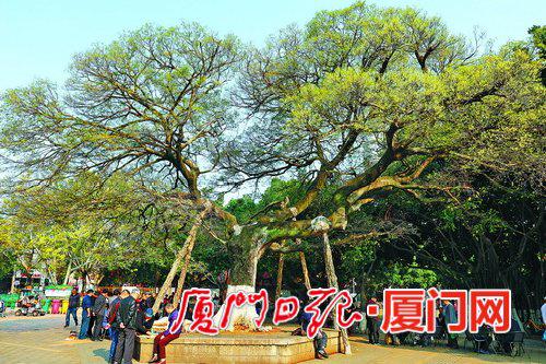 莲花公园的这棵朴树已经近200岁了,得到思明区的精心呵护。