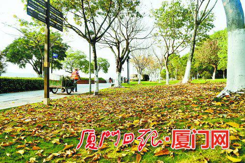 近日落叶渐多,厦门重现独特的“春日秋景”。(本报记者 张江毅 摄)