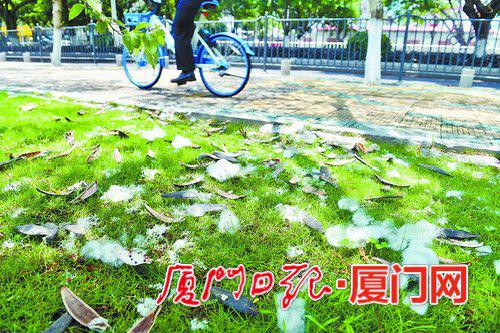▲湖滨北路草坪上,木棉絮及木棉果实外壳掉落在草地上。
