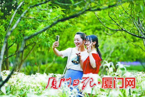 端午假期,忠仑公园的蜘蛛兰开得正艳,吸引游客留影。(本报记者 张奇辉 摄)