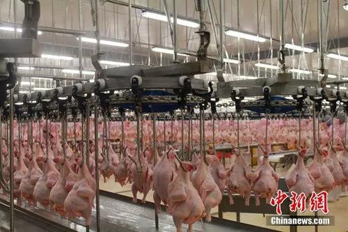 圣农全自动的肉鸡宰杀车间。(陈志鸿 张涛涛 摄)