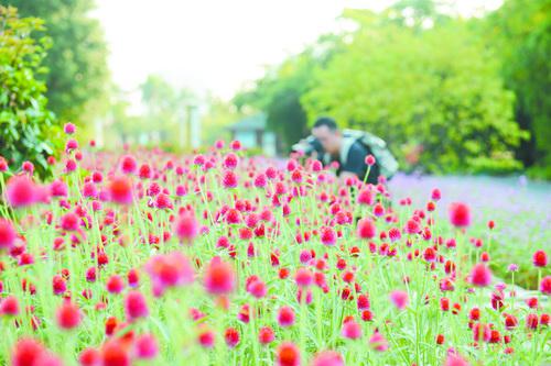 ■空明桥花田千日红