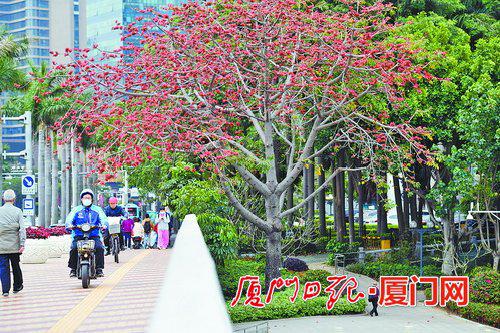 2021年3月23日,筼筜湖畔,木棉花开。(本报记者 张江毅 摄)