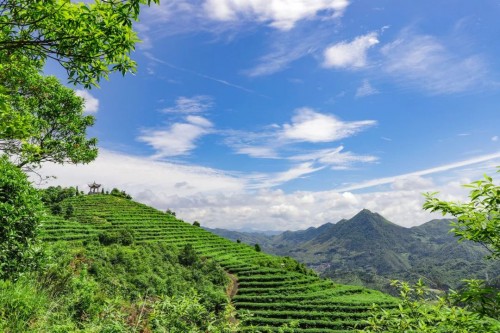 位于管阳镇河山村的有机茶园