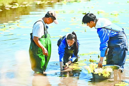 在莲花池里，青年演员在“莲花伯”简福川的指导下体验采挖莲藕。（同安区 供图）