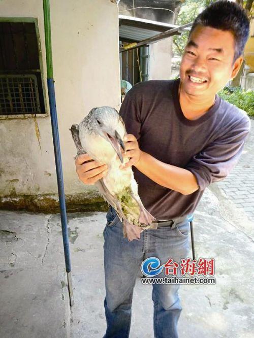 市民钓鱼时不慎钩到黑尾鸥,没想到反而是救了它。近日,事发鼓浪屿附近海域。
