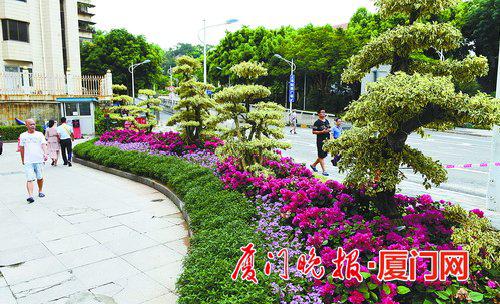 道路边新增的彩化植物。谢雨真 摄