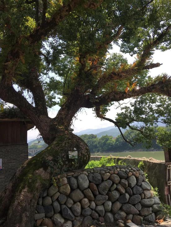 松溪检察:保护古树名木 | 松溪检察监督让“隐于市野”的珍贵古树“老有所依”