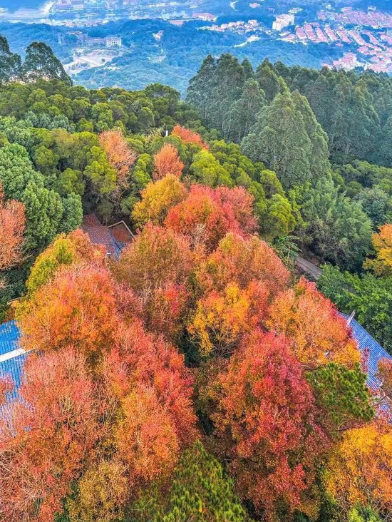 秋叶温婉（摄影/蔡昊）