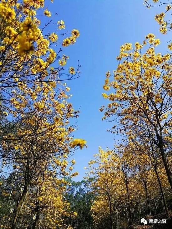 黄花风铃木