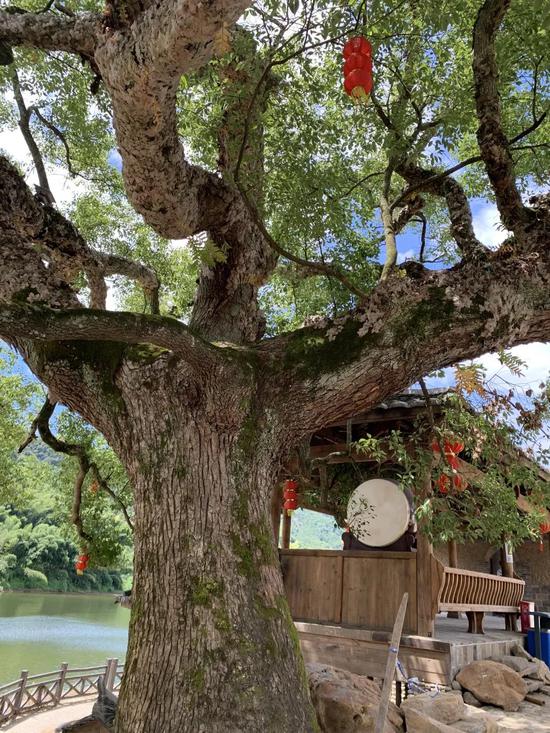 松溪检察:保护古树名木 | 松溪检察监督让“隐于市野”的珍贵古树“老有所依”
