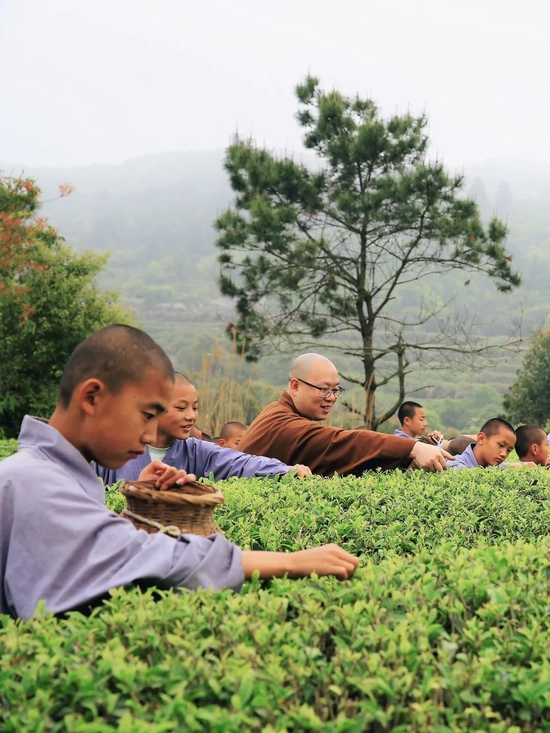 采茶（图片/南少林寺提供）