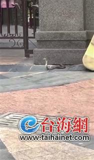 ▲这条眼镜蛇还真不小