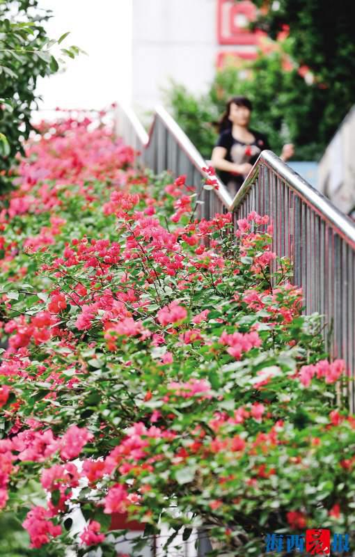 仙岳路、嘉禾路、厦禾路等路段的天桥和仙岳高架、成功大道上种植了大量三角梅。每一座天桥、每一个路段的三角梅品种各不相同。记者陈理杰摄