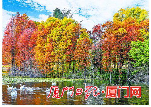 红叶碧水白鹅,园博苑中的美景恰如精美壁纸,让人百看不厌。