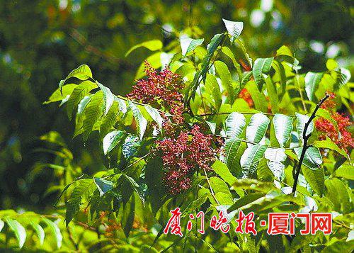 ■漆树的果实 资料图