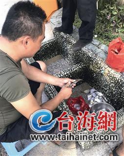 ▲环岛路一公厕外的洗脚池,被人用来杀鱼