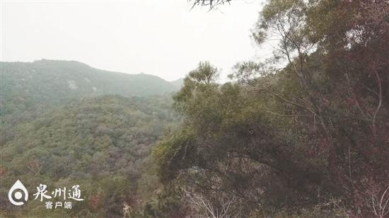 泉港老鼠田山 （朱梅兰/供图）