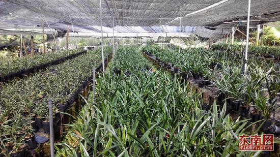 目前,南靖全县兰花总种植面积4150亩。