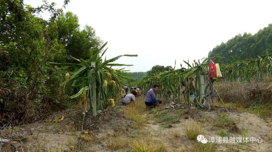 佛昙几个人口_佛昙图片(2)