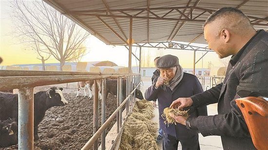 林占熺教授（右二）和当地企业负责人探讨巨菌草在肉牛养殖中的实际效果。