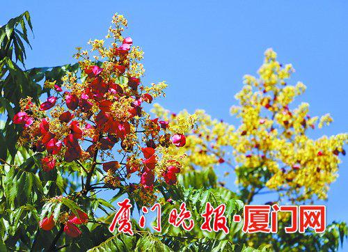 市图书馆附近的台湾栾树。拍客胡康强摄