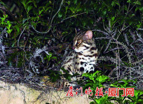■自然爱好者拍到的豹猫,其表现淡定从容。