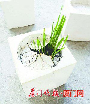 ▲杨龙潭发明的“水泥种子”。