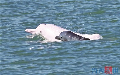 海上精灵中华白海豚频频组团现身厦门海域