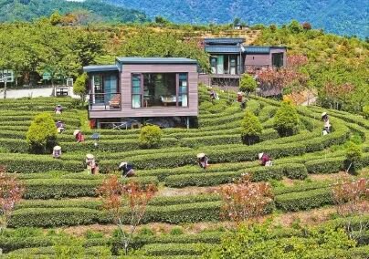 永泰同安镇将人文旅游与茶产业结合。本报记者 包华摄