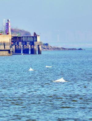 1月31日，3只白海豚同框出现。
