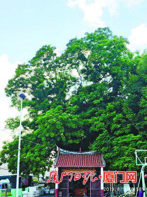 角美镇东山村这棵500多岁的海红豆树生命力旺盛,绿意葱葱。