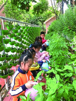 学生种植青草药。
