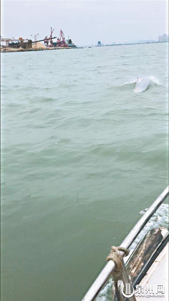泉州海域首次出现 6头中华白海豚“同框”图1