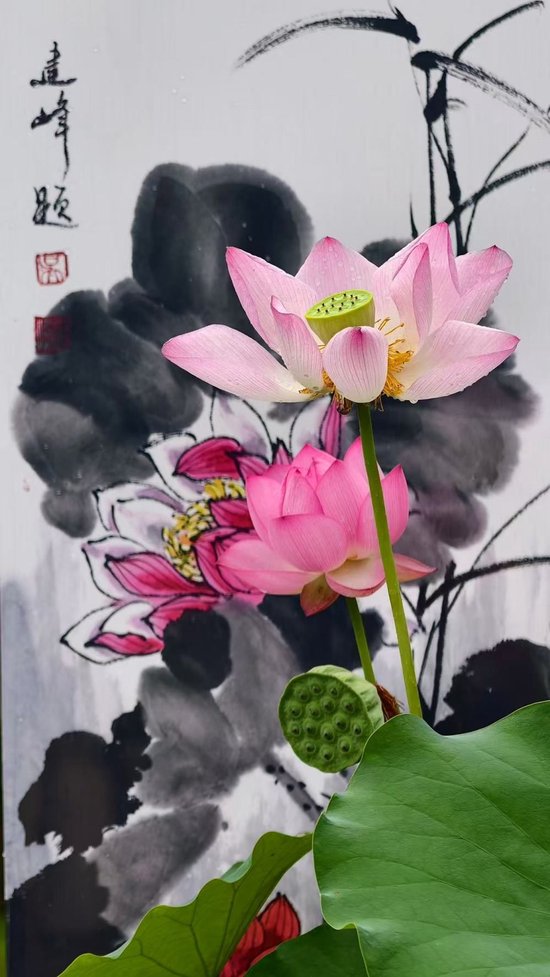 茶亭公园内，盛开的荷花与荷花主题水墨作品相映成趣。
